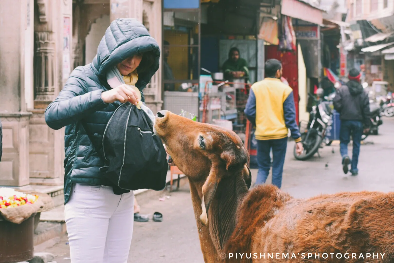 A street dog and a kind hand — photography by Nemora